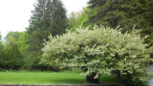 A stone wall in a park with a flowering tree and dense green trees in the background. - Destination, Overlooking Cooperstown, Large Grounds, 6.2 miles from Dreams Park. (COOPERSTOWN)