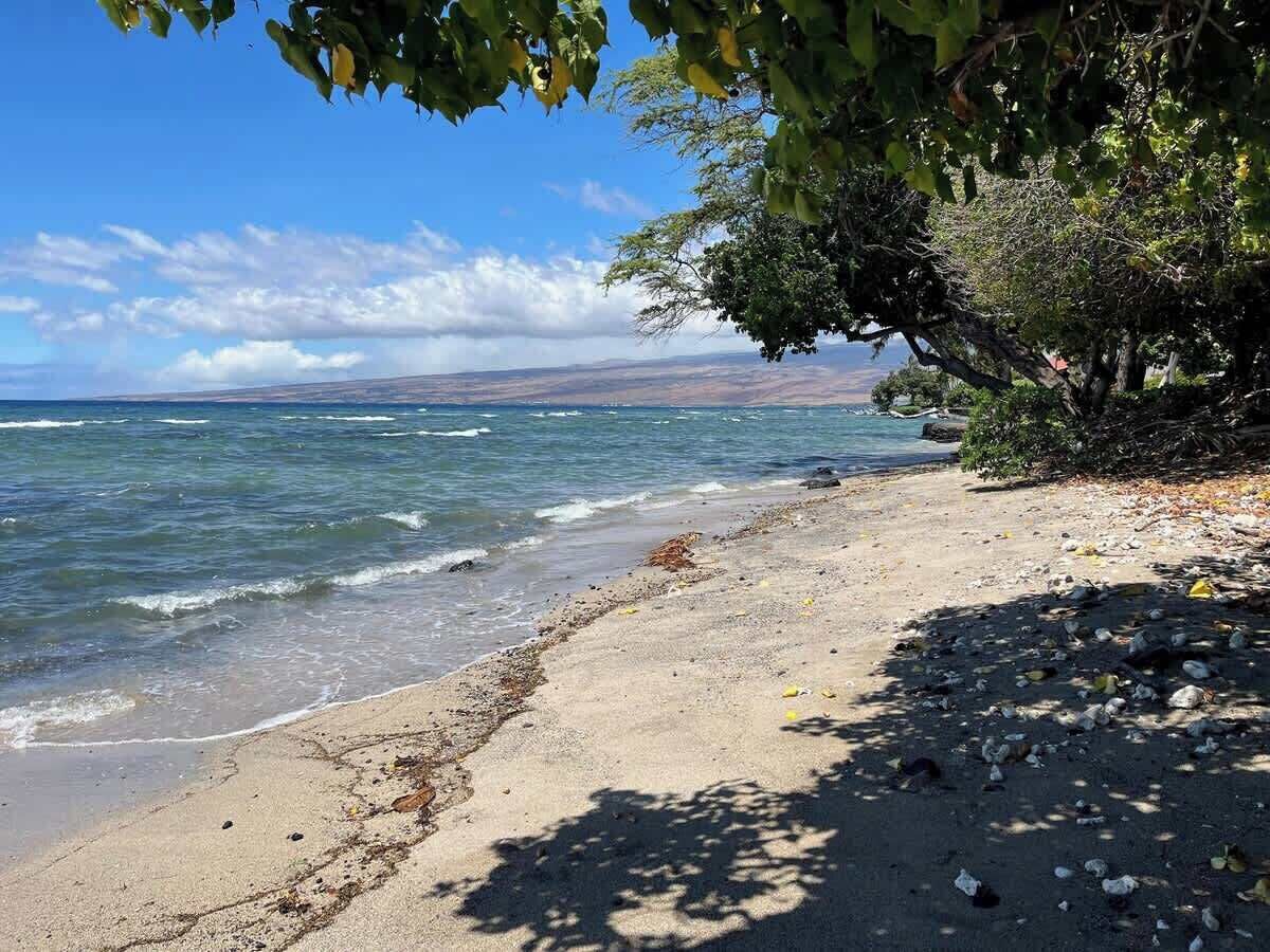 Une plage avec un rivage sablonneux, quelques algues et un arbre qui offre de l’ombre.