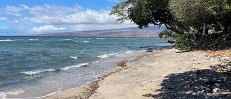 Una playa con arena, algo de sargazo y un árbol que da sombra.
