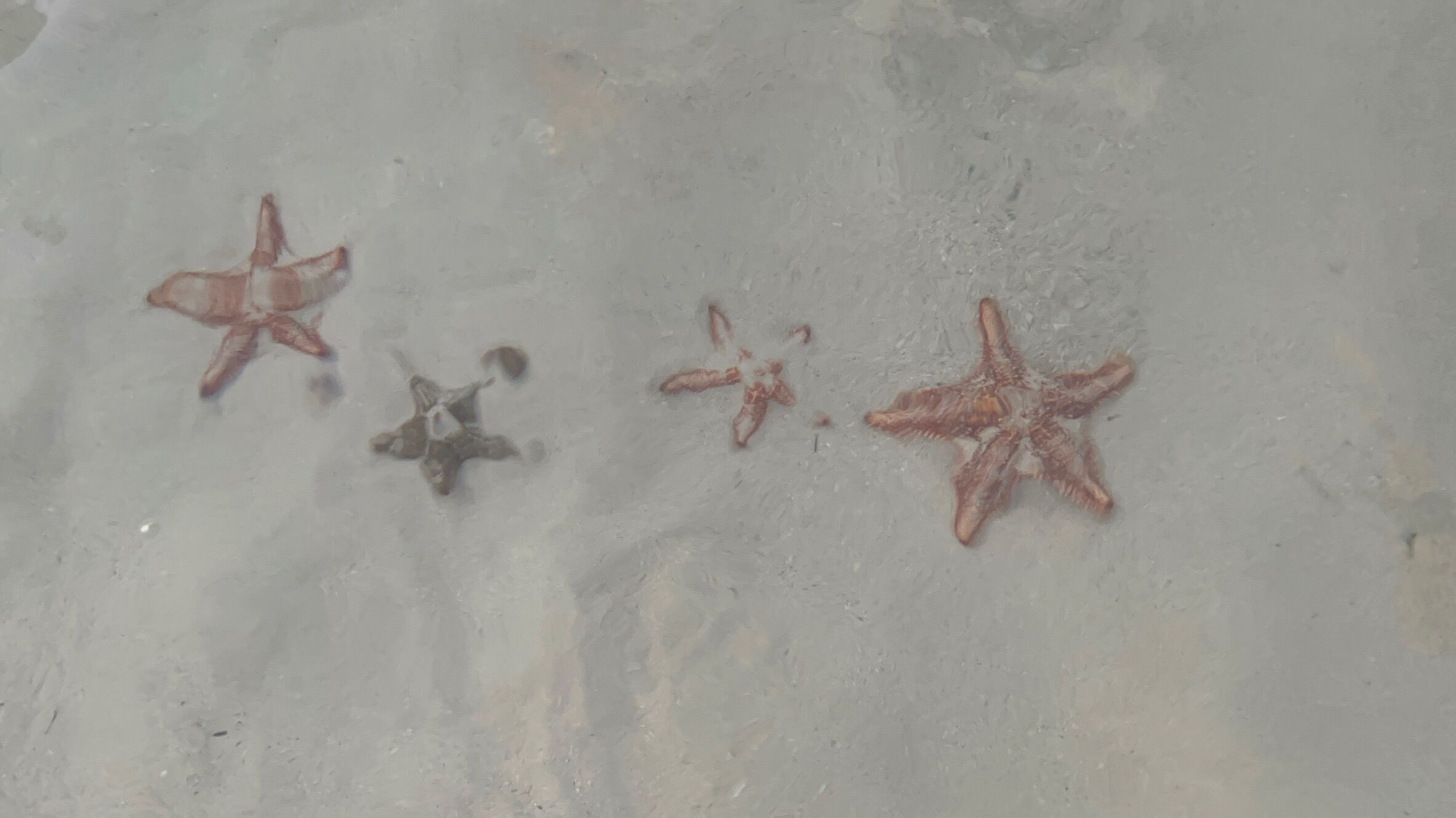 Starfish on a sandy surface.