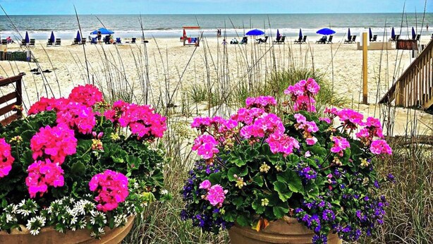 Een uitzicht op het strand met een houten terras en bloemen in potten op de voorgrond.