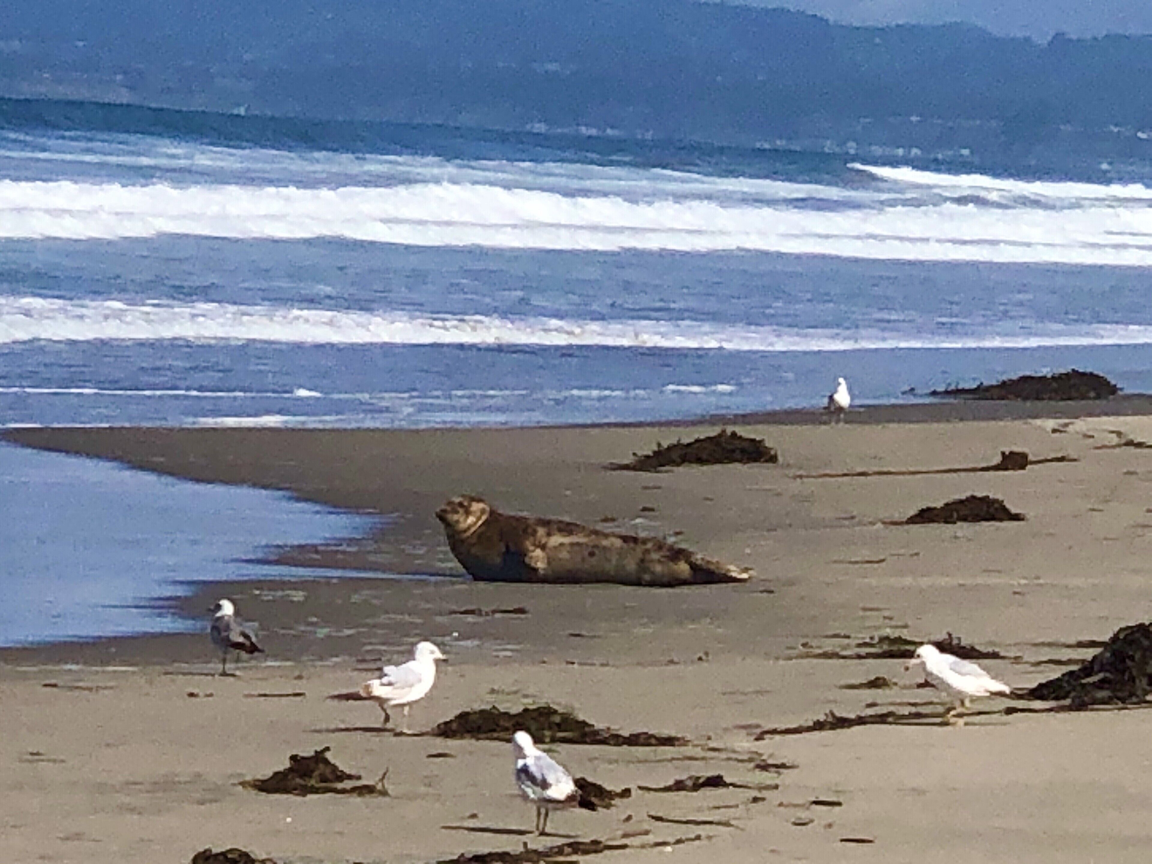 Une plage où un phoque se repose sur le sable, entouré de mouettes.