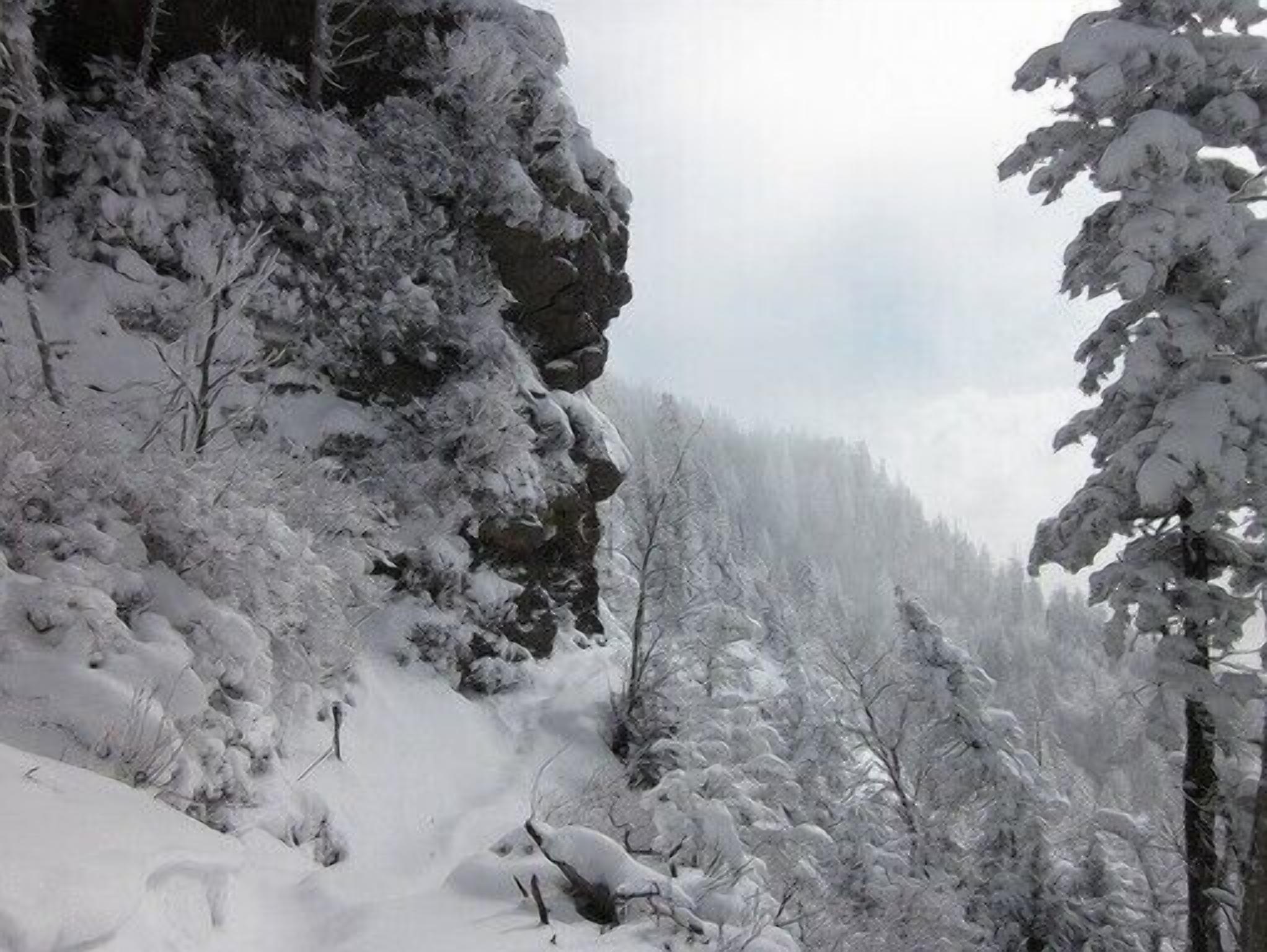 A snowy forest scene with a rocky cliff and dense trees.