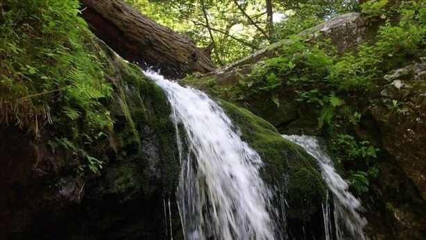 A waterfall cascading over moss-covered rocks in a forested area. - LABOR DAY WKEND $175/NGHT SPECIAL! 
A CANCELLATION =GREAT HOLIDAY OPP 4 U!





 (Gatlinburg)