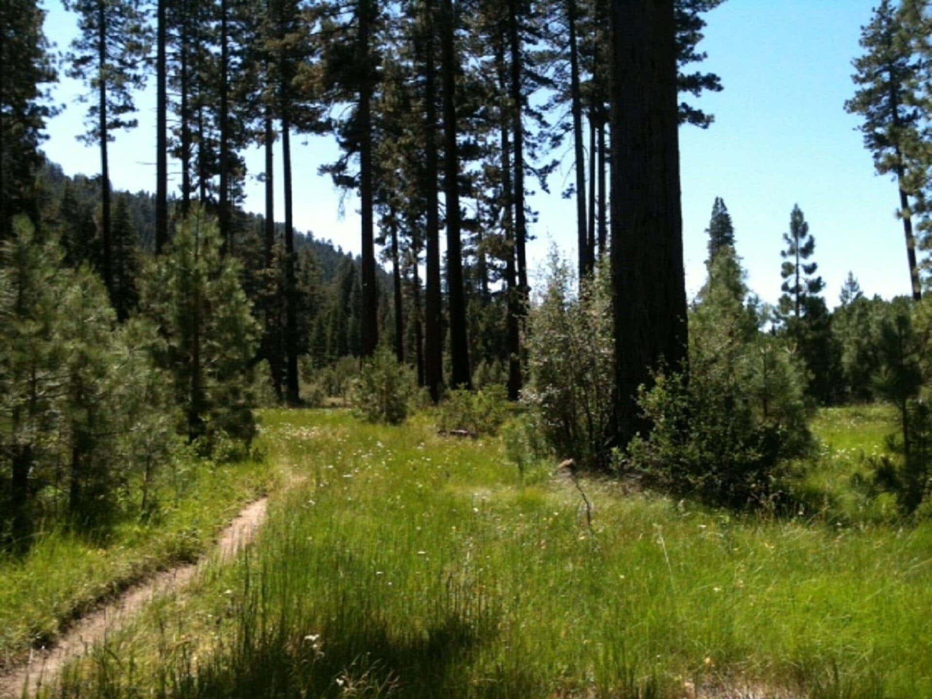 “Let Your Den Be The Forest”.  Large One Bedroom Condo Adjacent To The National