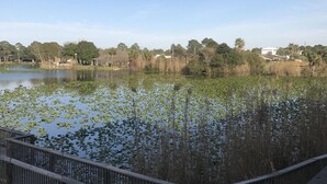 A wooden boardwalk leading to a pond with lily pads and reeds, surrounded by trees and a clear sky. - Check out new rates for summer (Panama City Beach)
