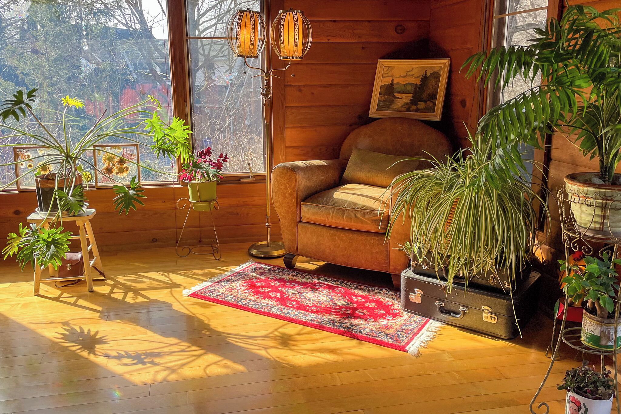 A cozy room with a wooden floor, a red rug, a brown sofa, and various potted plants.