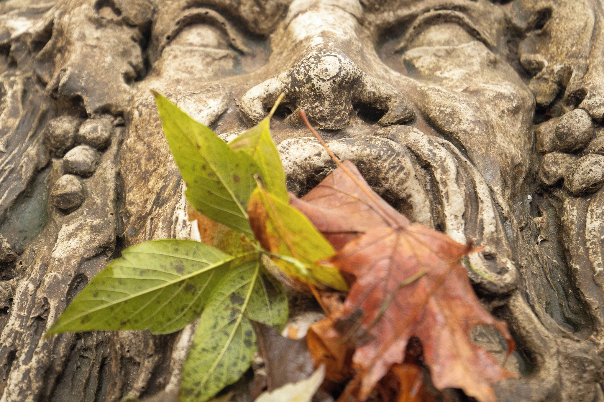 Un gros plan d’une sculpture sur pierre représentant une feuille et une feuille tombée.