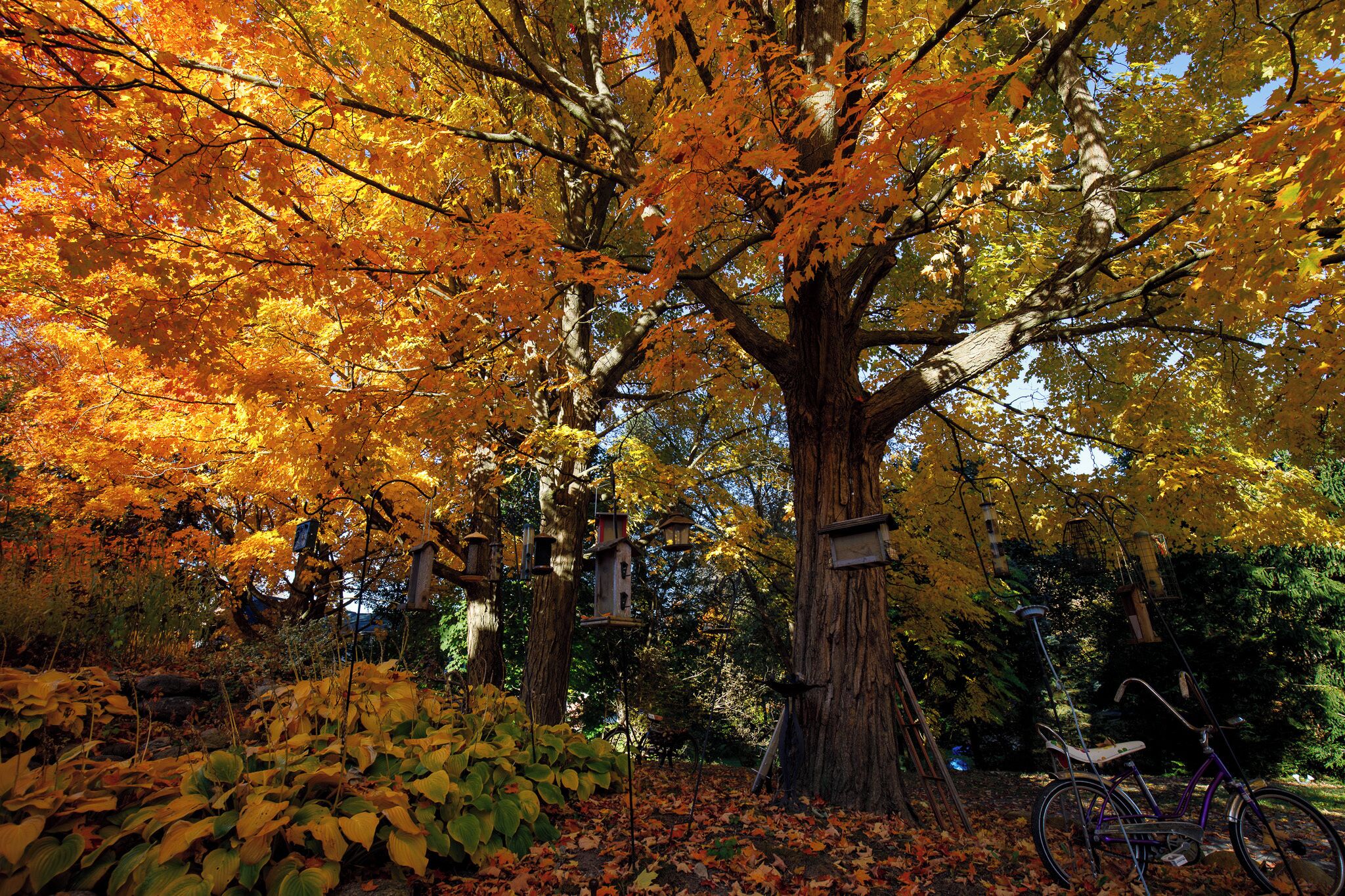 A large tree with autumn leaves, a bicycle, and birdhouses in a garden setting.