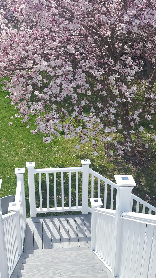 Una escalera de madera blanca que lleva a una terraza con vistas a un árbol de flores rosadas.