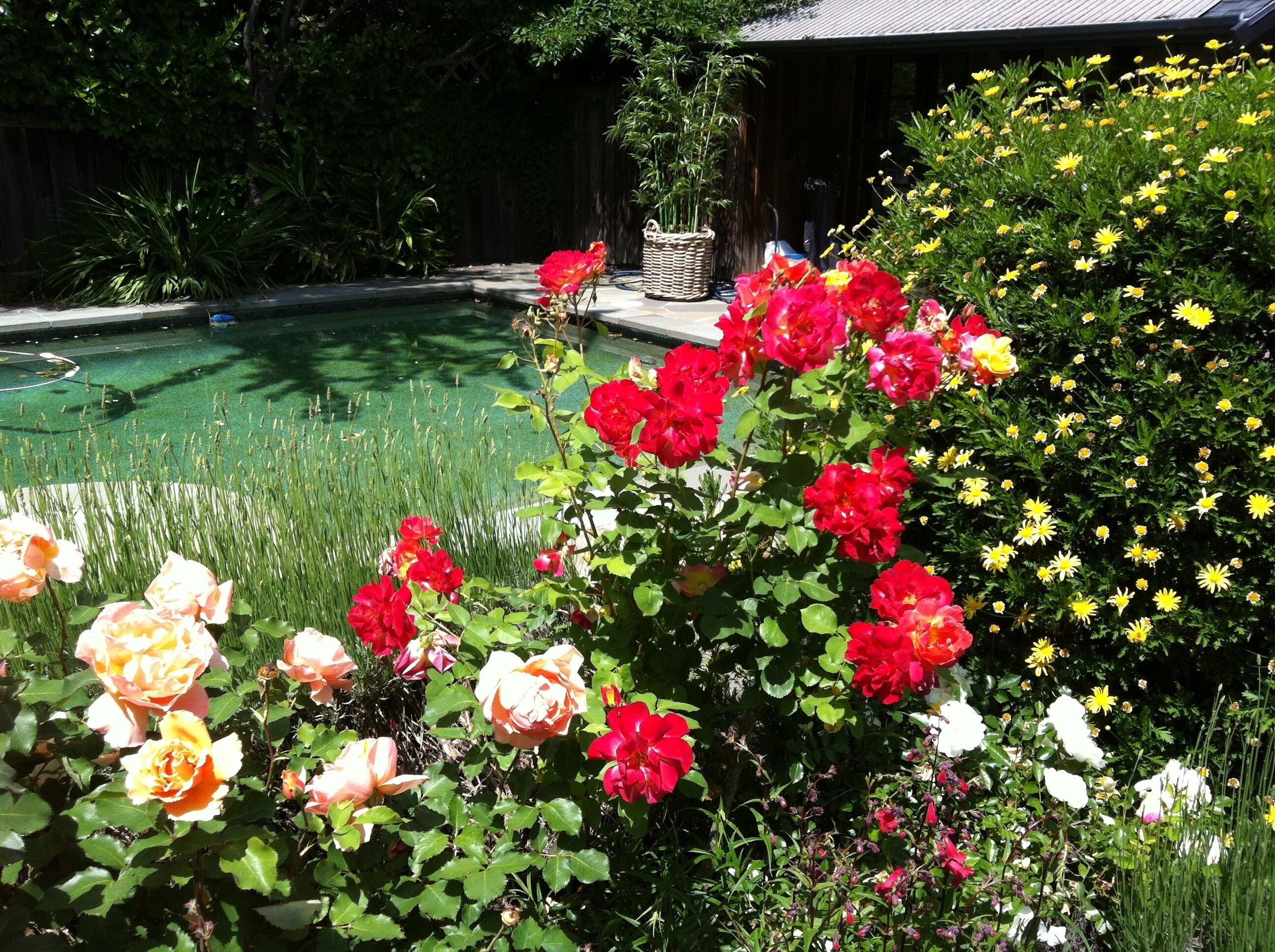 Spring/summer flowers in bloom