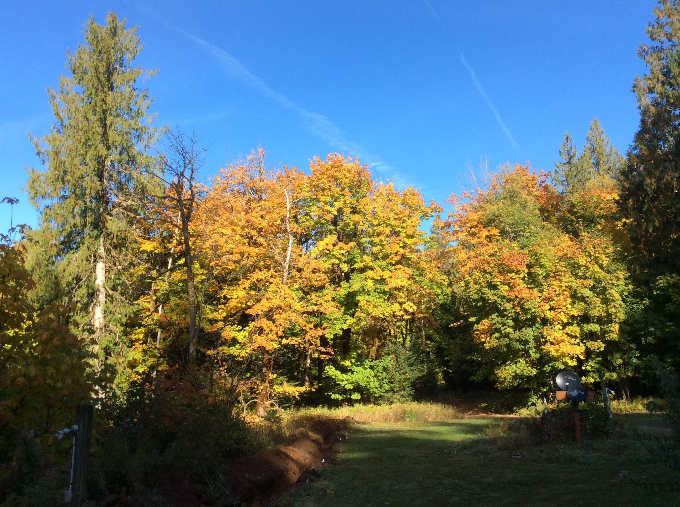 A forested area with a clear sky and a visible satellite dish.