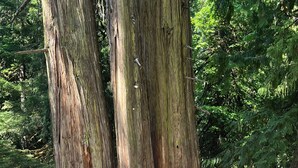 A person standing next to a large tree with a dog. - Unique Home in Willard, Wa. 40 acres, 50 feet from Little White Salmon River (Willard)