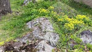 Un jardín con diversas plantas y una formación rocosa.