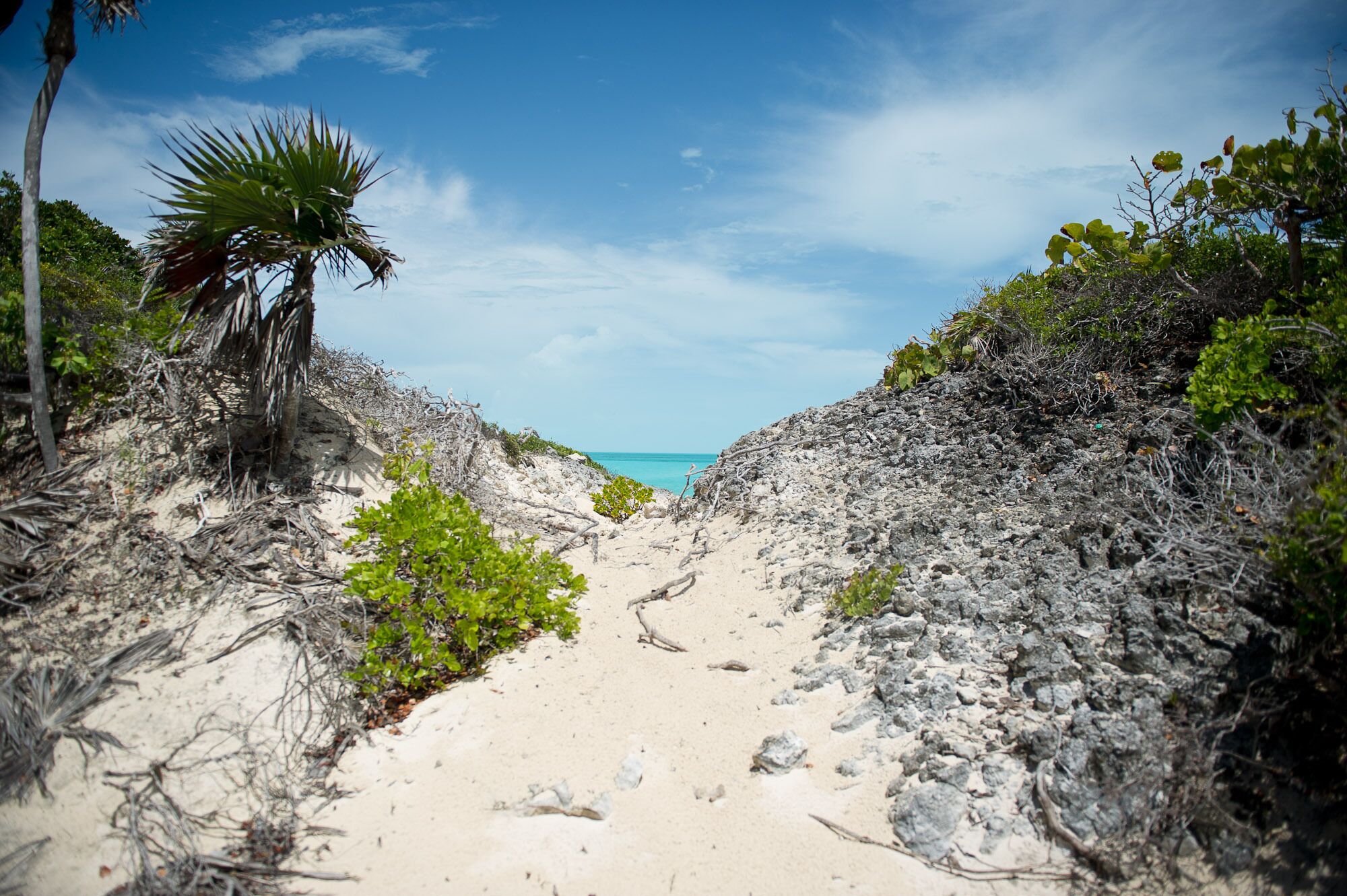 A sandy beach path flanked by vegetation and leading to a clear blue sea.