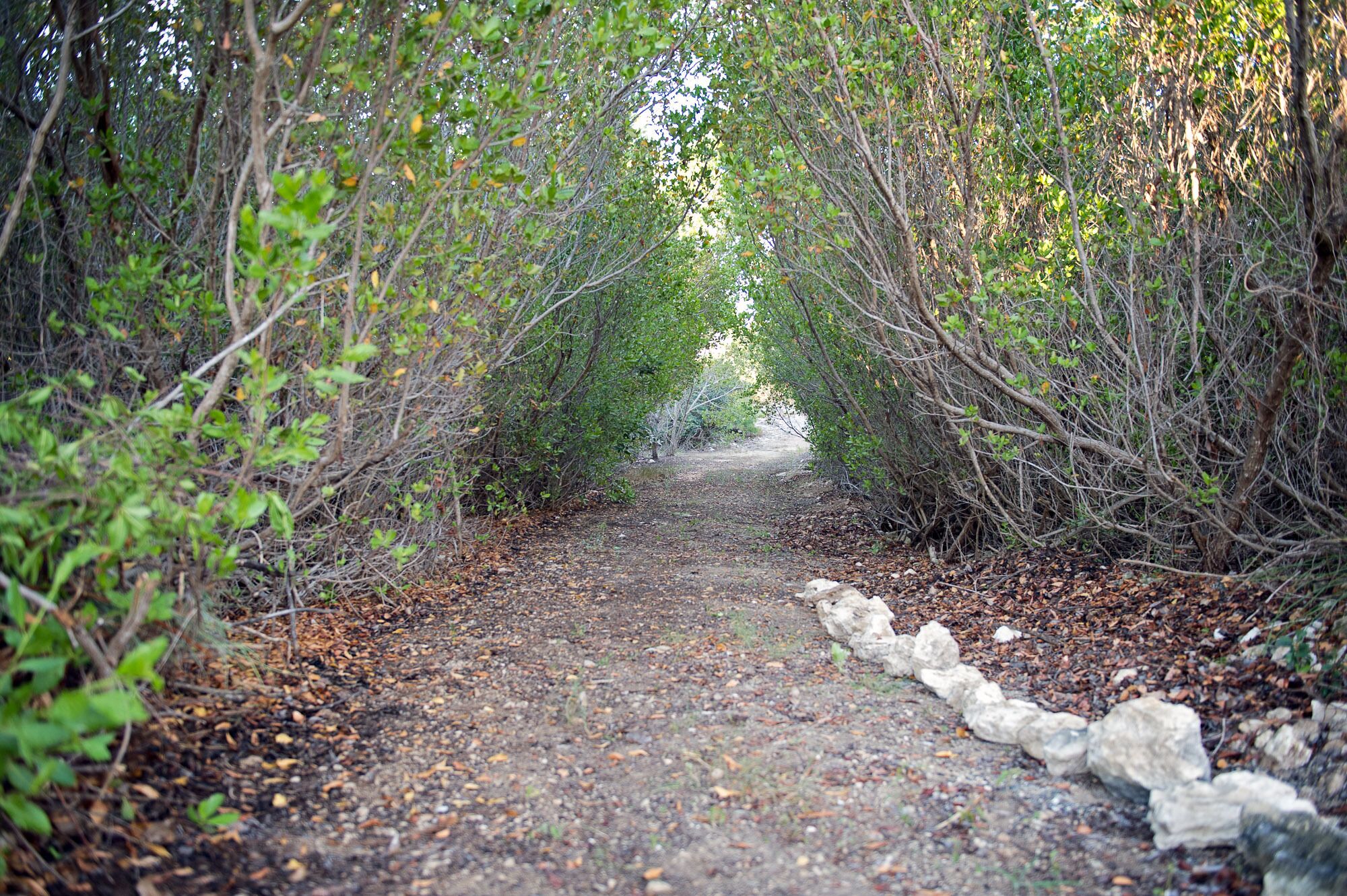Un sentier étroit, recouvert de feuilles et bordé d’une végétation dense, qui mène à une zone boisée.