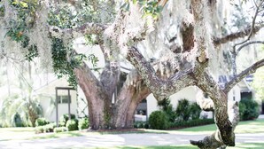 Un arbre dont les branches sont recouvertes de mousse, situé dans un jardin bien entretenu.