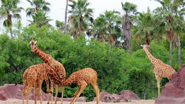 Eine Gruppe Giraffen in einer Umzäunung mit Bäumen und Felsen.