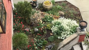 Ein Garten mit verschiedenen Pflanzen und Blumen, einem Betonweg und einer Steintreppe.