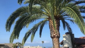 A palm tree in front of a building with a flat roof and a small balcony. - Walk everywhere; Beach 300 steps (Laguna Beach)