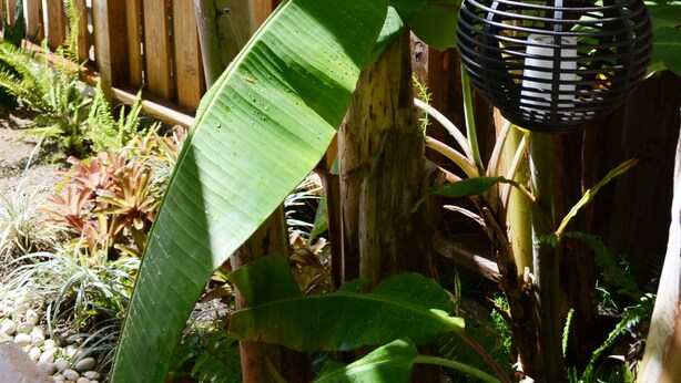 A wooden fence, large banana leaves, and a hanging lantern in a garden setting. - Coralina- Beautiful Cottage for Two...a Great Value (Vieques)