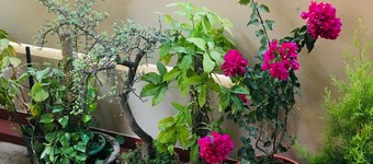 Private room in a bungalow