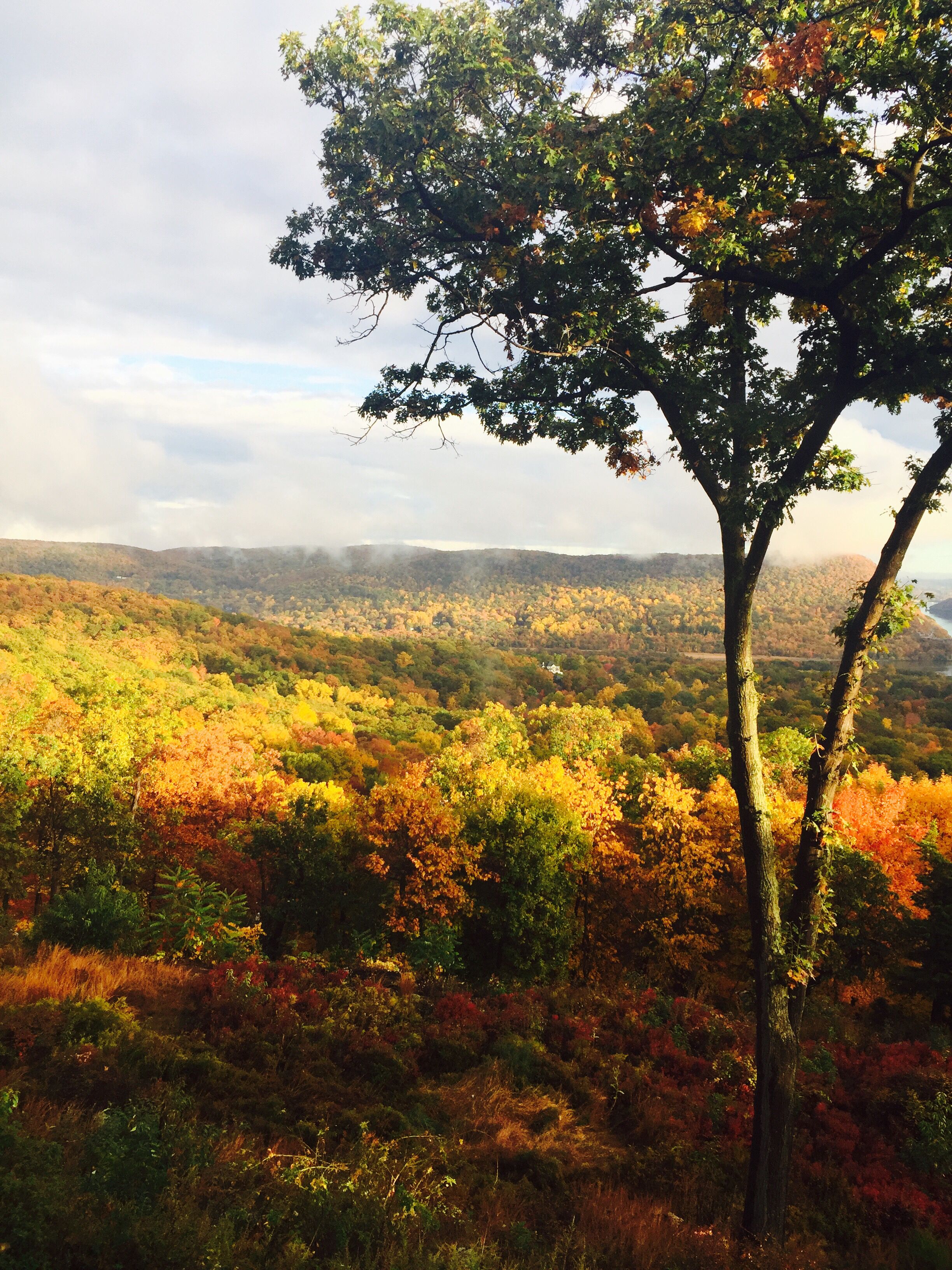 A tree in the foreground with a view of a forested landscape in the background.