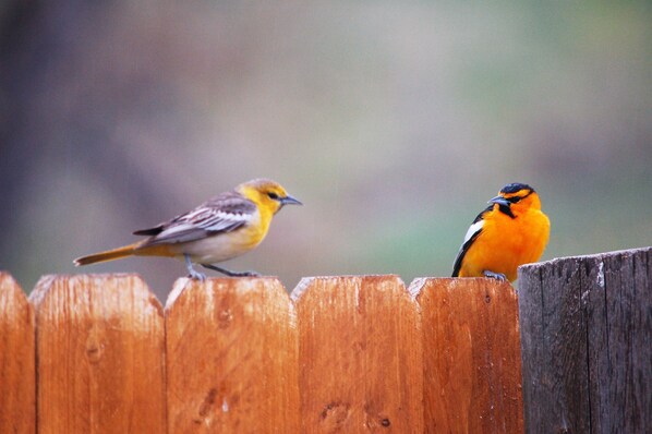Two birds perched on a wooden fence. - Beautiful Suite in the Colorado Mountains w/Gourmet Breakfast (Livermore)