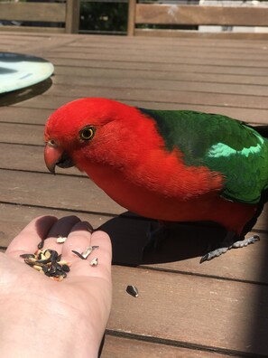 A parrot on a wooden deck.