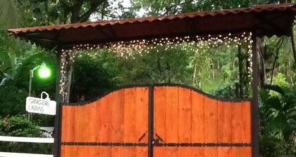 Jungle and river view cabin in a serene setting. Lowest nightly rates!! Views