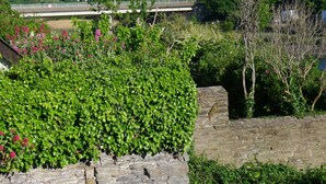 A stone wall with ivy and flowering plants. - COMFORTABLE, TRANQUIL, HOUSE ON RIVER TEIFI  LARGE GARDEN, CENTRAL, FREE PARKING (Cardigan)