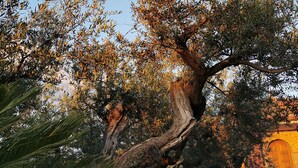A large tree with a twisted trunk and dense foliage in a courtyard with a stone building in the background. - Farmhouse with infinity pool: A unique experience-Onice (castellabate)