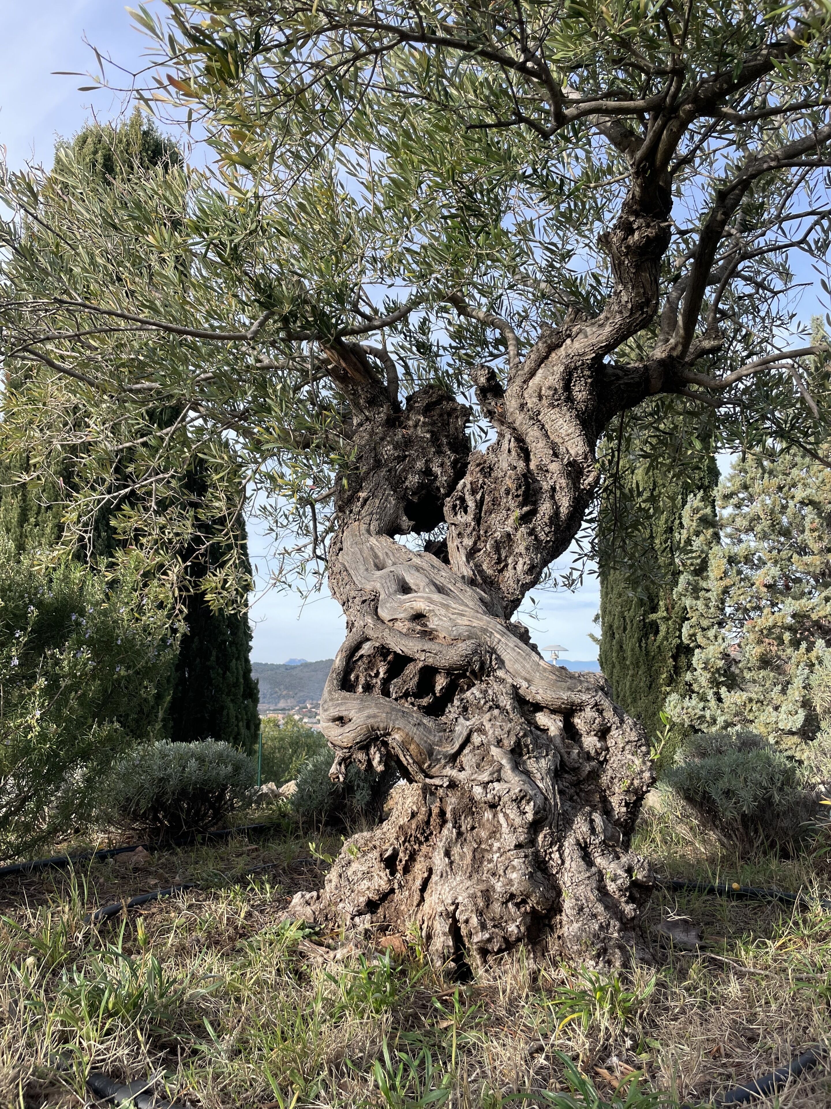 A large, twisted tree with a thick trunk and dense foliage in a natural setting.