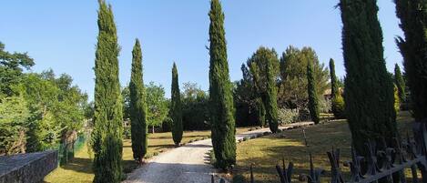 A gravel pathway flanked by tall, narrow trees, leading to a building with a stone wall.