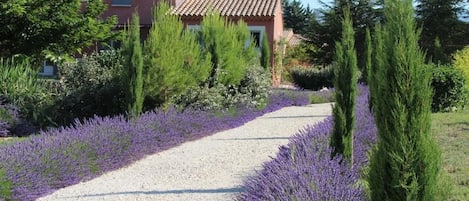 A gravel path flanked by lavender bushes and tall evergreen trees, leading to a building with a red facade and a tiled roof.