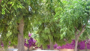 Un espacio al aire libre tranquilo con árboles y bancos de piedra.