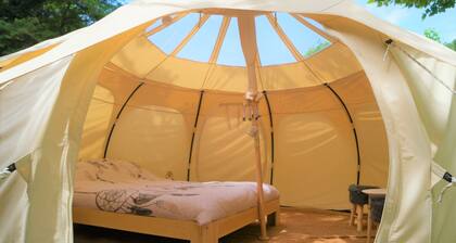 Unusual chestnut by the river