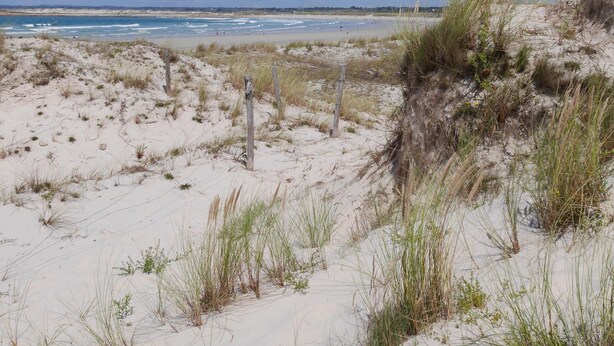 A beach with sand dunes and a clear sky.
