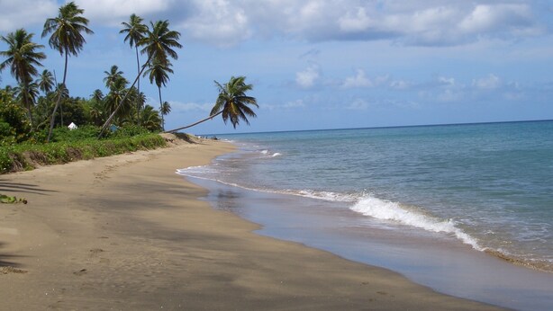 A beach with palm trees and a clear sky. - Villa with large pool, screened terrace overlooking Caribbean. (Jessops)