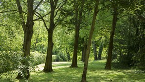A forested area with a clear path. - Bellaria Park "Hills View" Residences (san lazzaro di savena (Bologna))