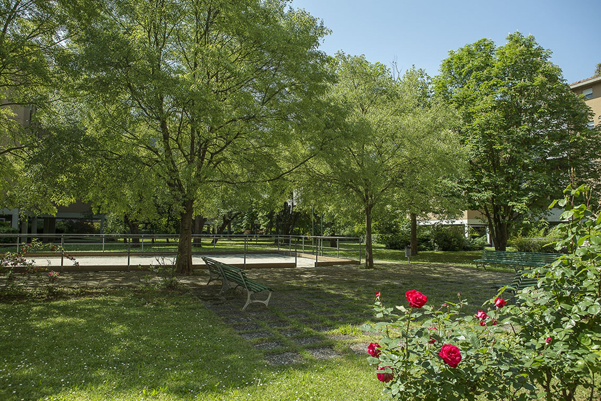 Un parque con bancos, un sendero y rosales florecientes.