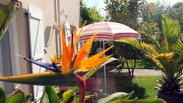 A bird of paradise flower in a garden with a striped umbrella and a white building in the background.