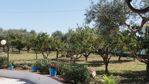 Un giardino curato con un vialetto curvo, piante in vaso e alberi.