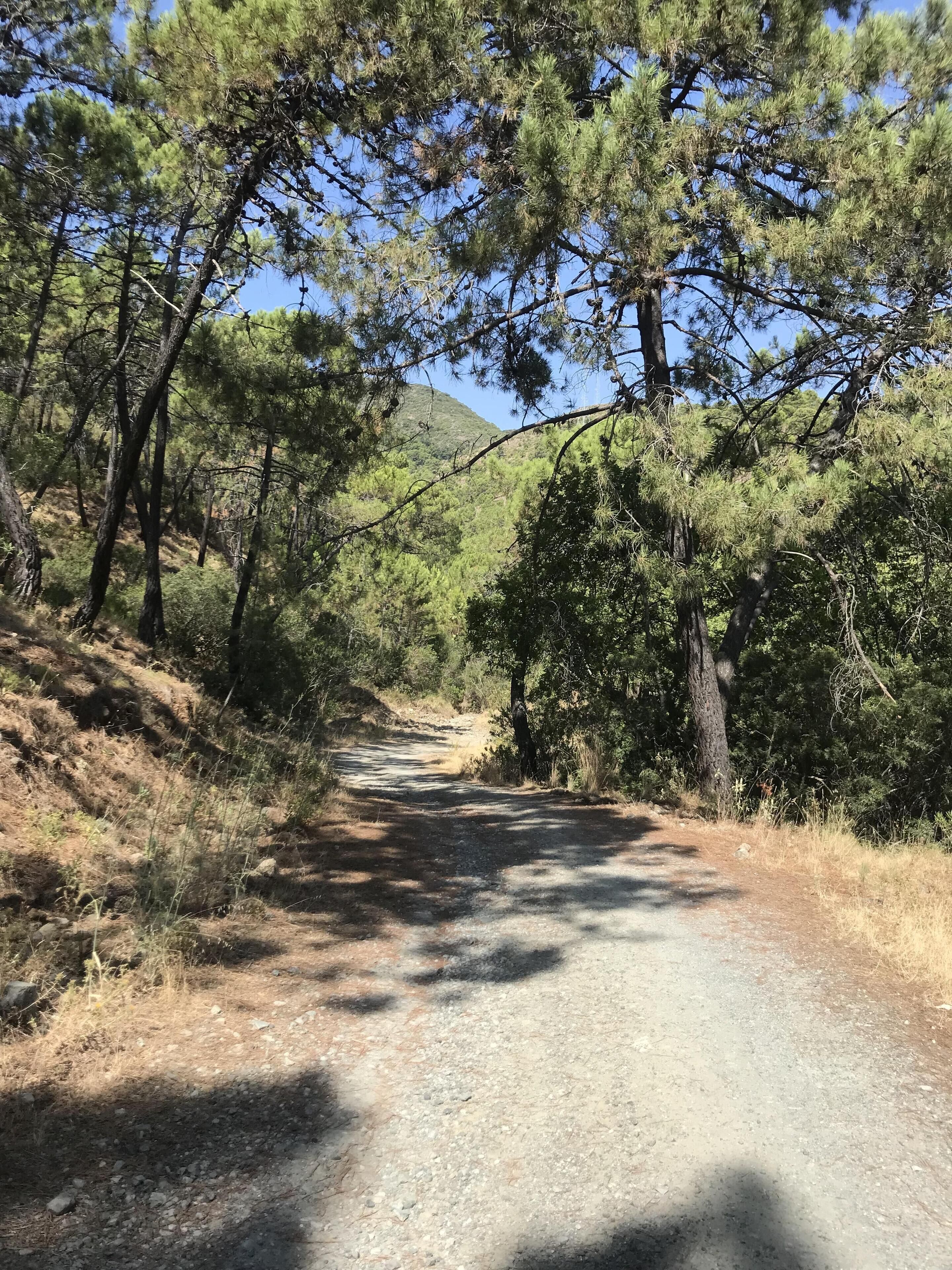 Un sendero de grava flanqueado por pinos y un paisaje montañoso.