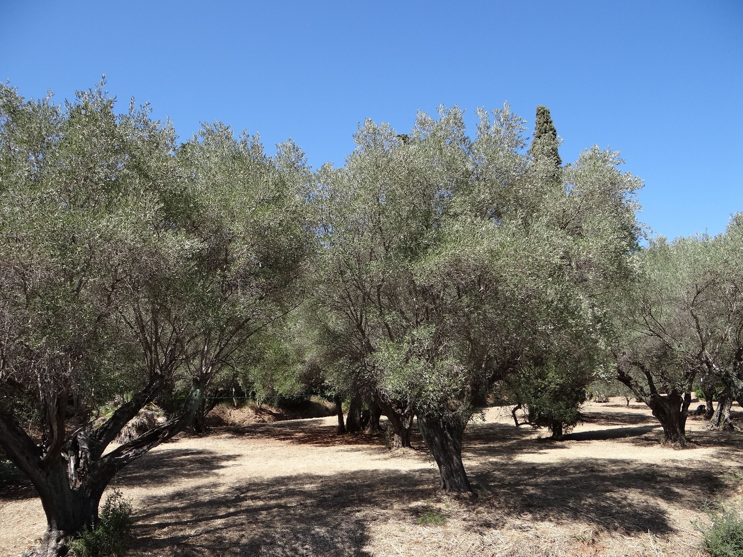 Une oliveraie avec des arbres et un sol sec.