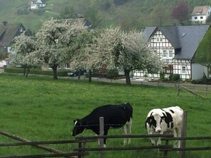 A rural landscape with a green field, a traditional half-timbered house, and two cows grazing. - Holiday House in Winterberg - Villa Ennert (Winterberg)