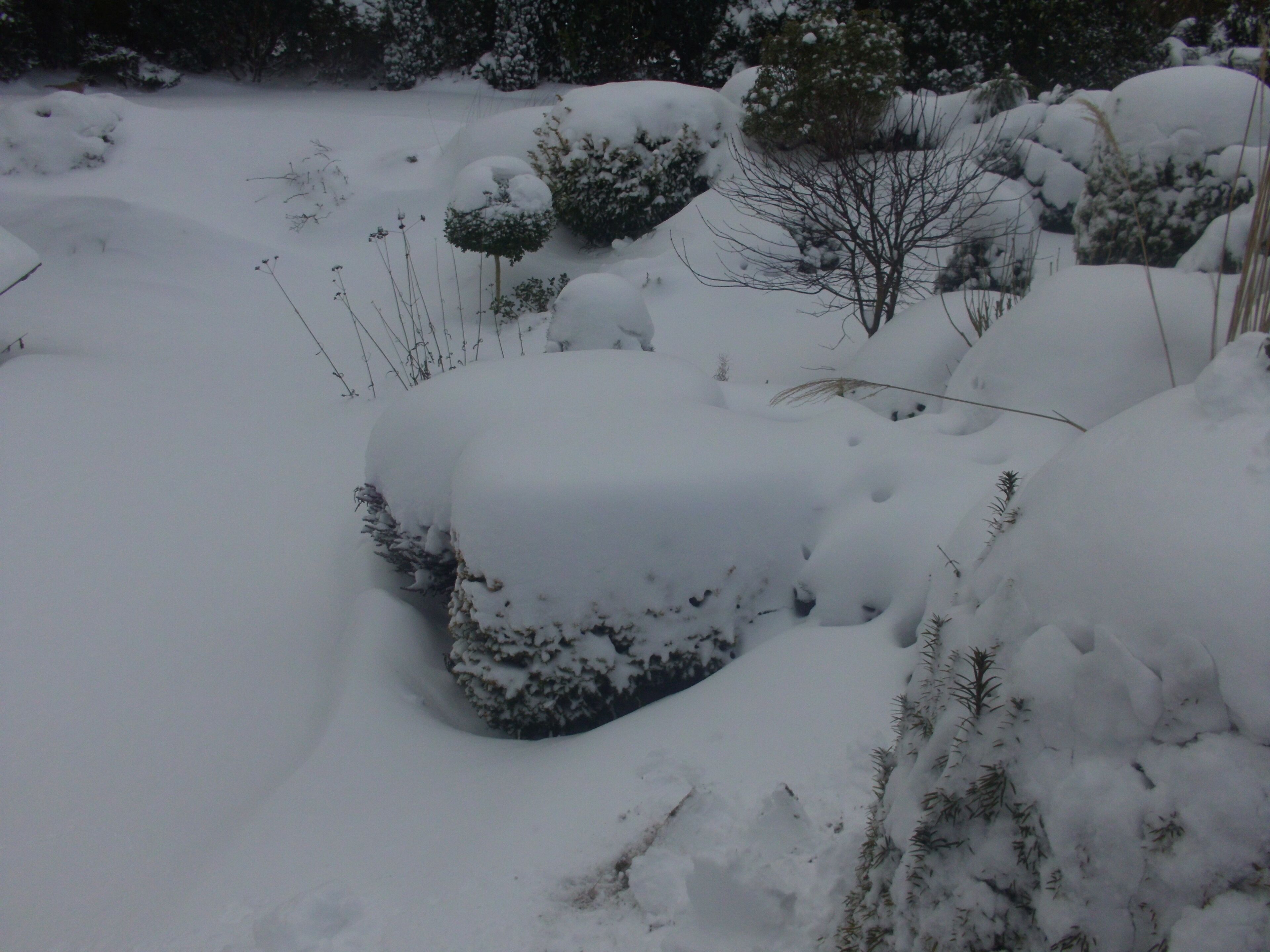 Een besneeerd landschap met grote, met sneeuw bedekte rotsen en schaarse begroeiing.