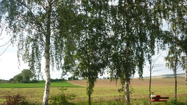 Paisagem rural com árvores, um banco e um campo.
