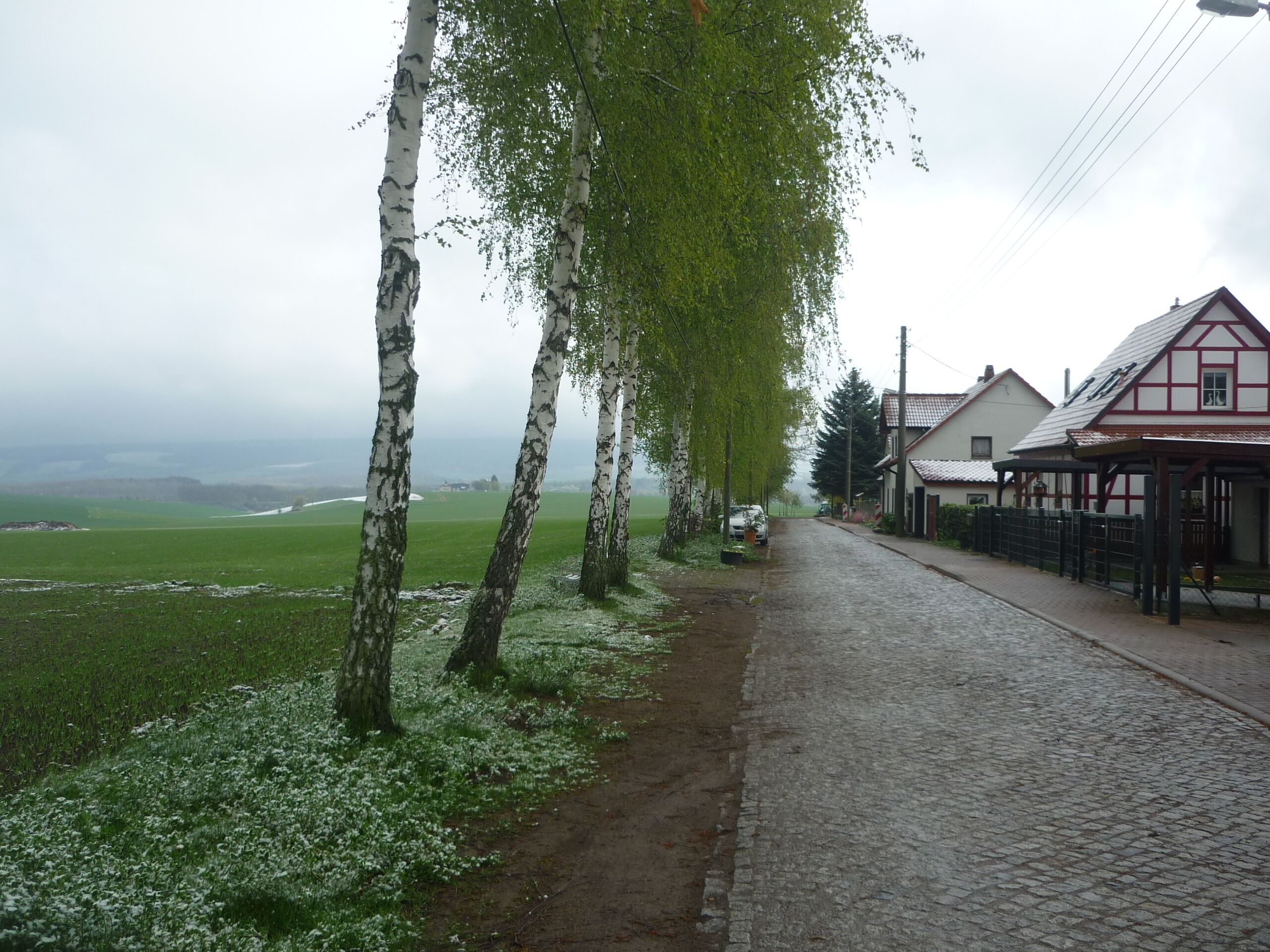 A cobblestone street lined with birch trees and traditional houses.