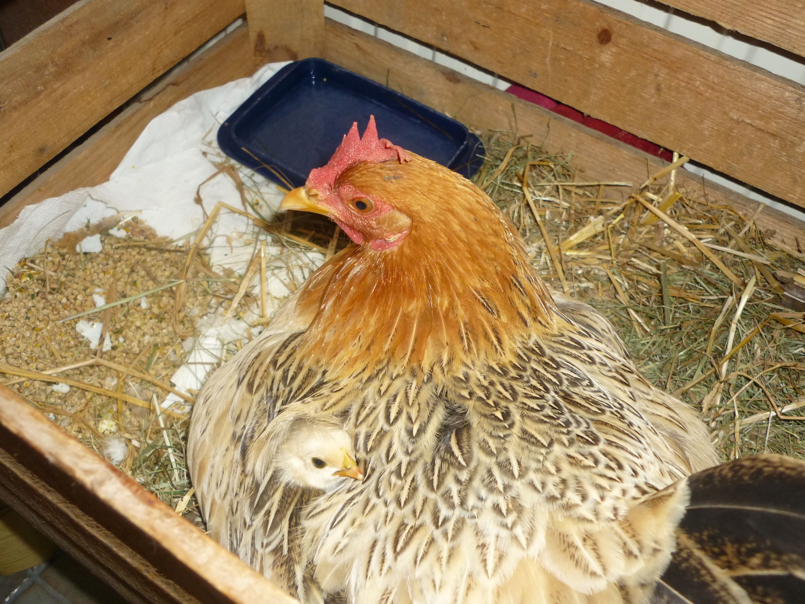 A wooden coop with a blue feeding tray and straw bedding.